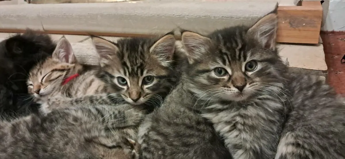 Long Haired Fluffy Kittens - Image 3