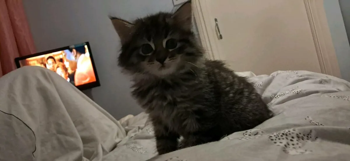 Long Haired Fluffy Kittens - Image 4