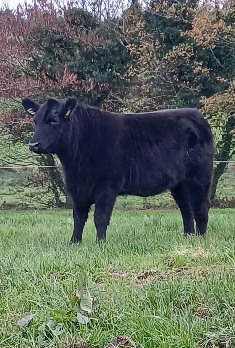 Pedigree Angus heifers - Image 1