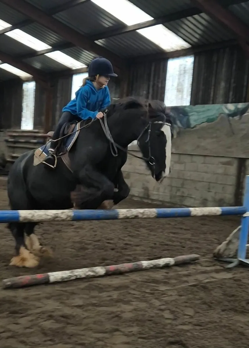 14.1 irish cob mare - Image 1