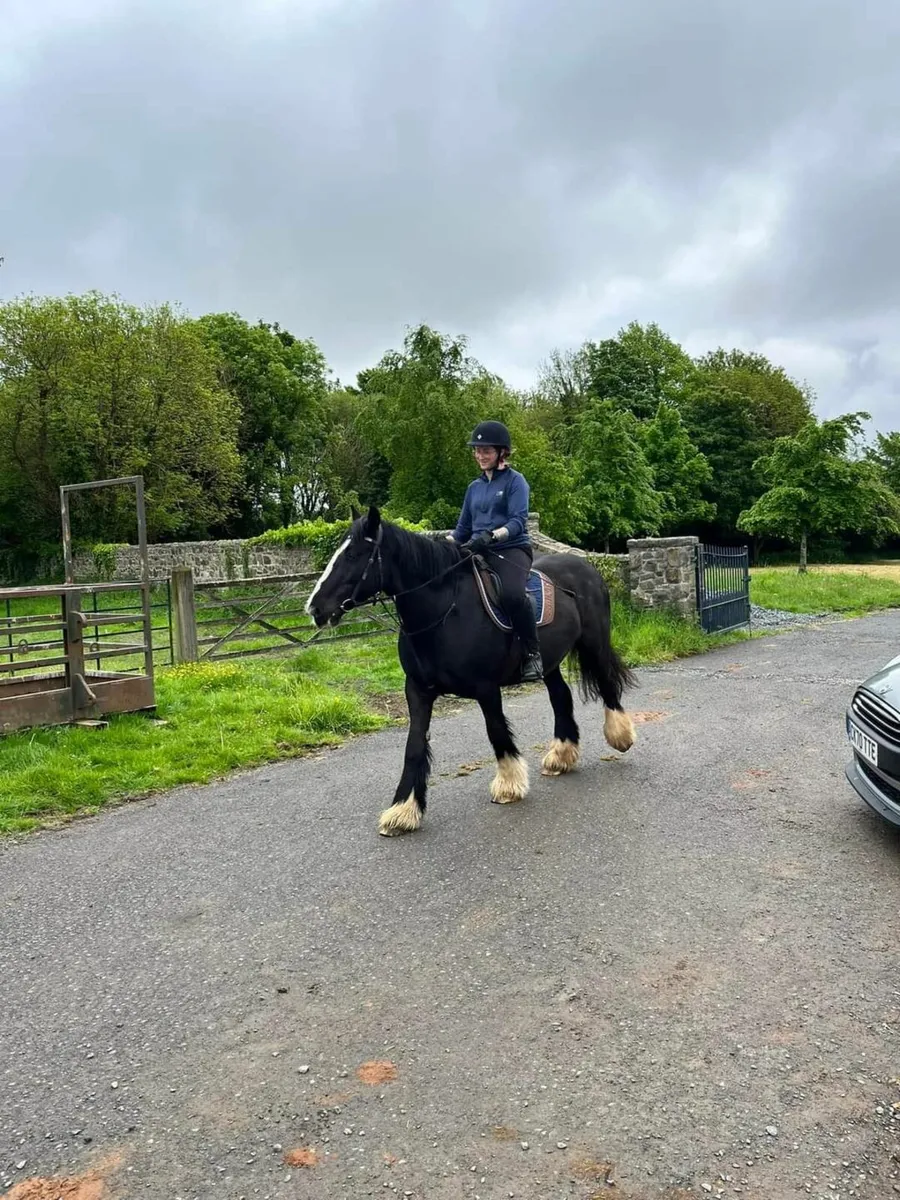 14.1 irish cob mare - Image 2