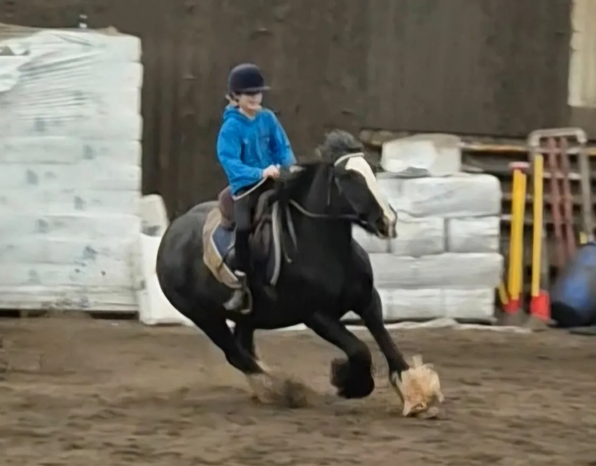 14.1 irish cob mare - Image 3