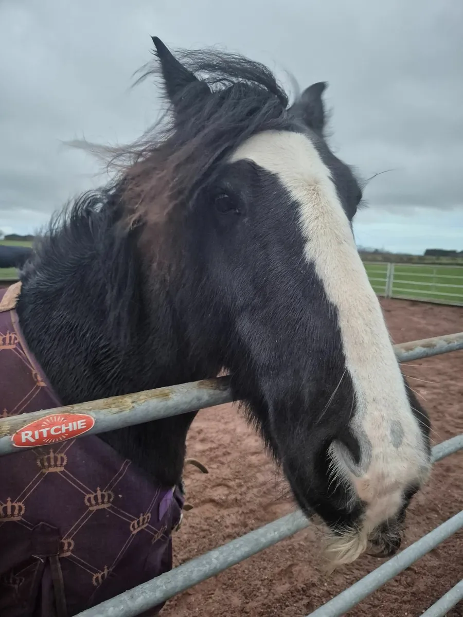 14.1 irish cob mare - Image 4