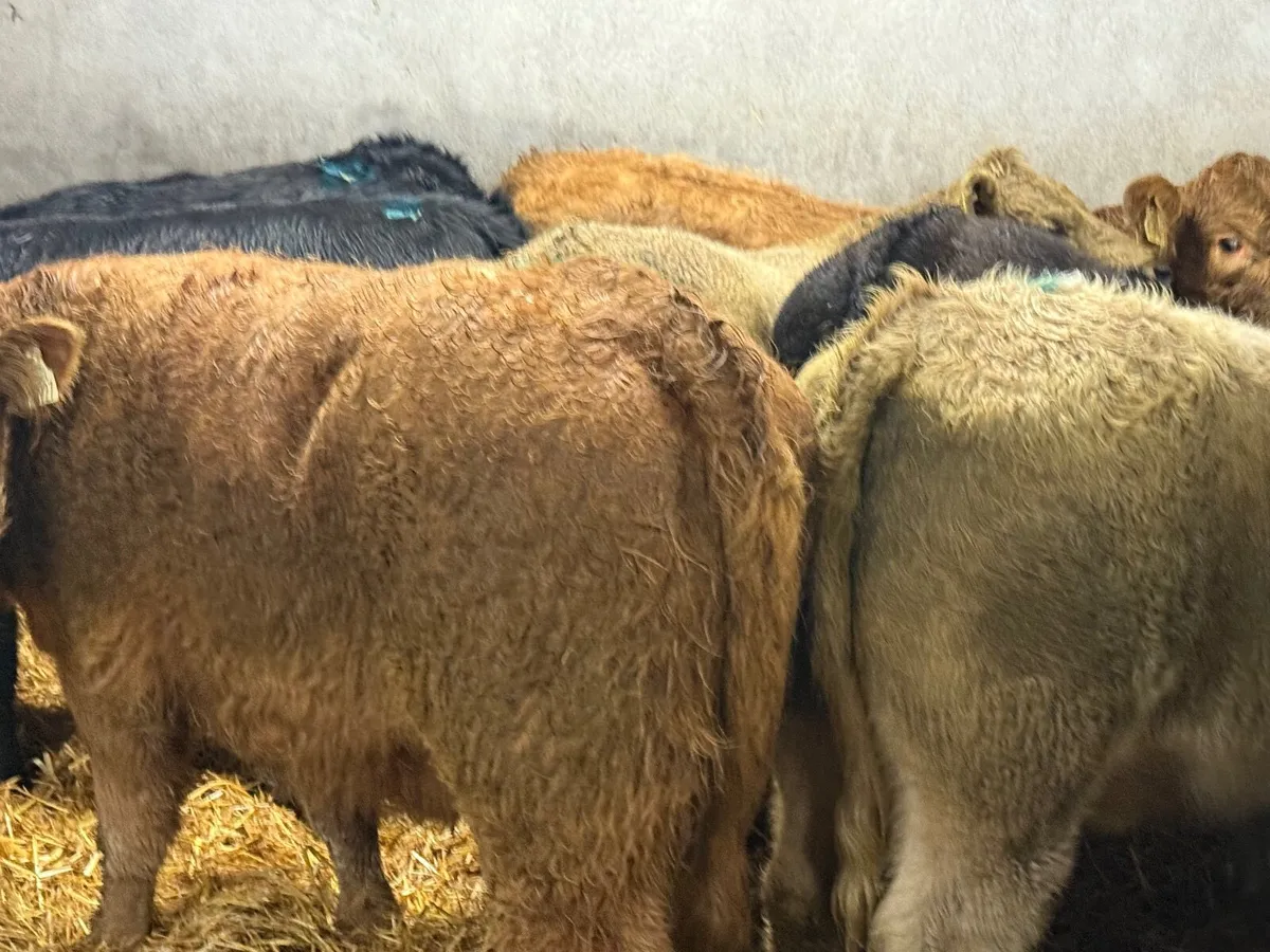 7 CHARLAOIS & LIMOUSINE HEIFERS (350 kgs ) - Image 1