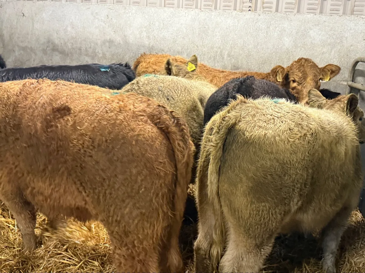 7 CHARLAOIS & LIMOUSINE HEIFERS (350 kgs ) - Image 3