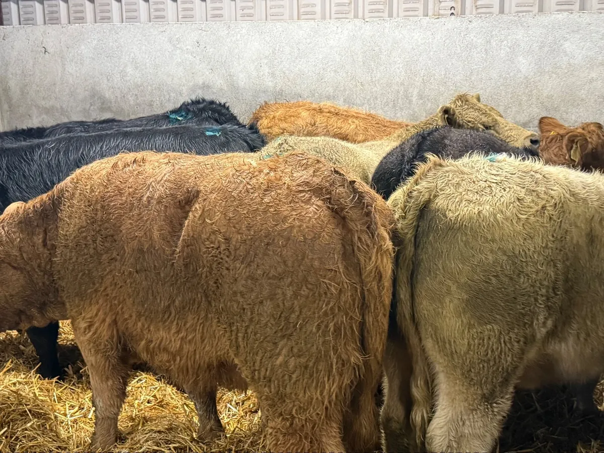 7 CHARLAOIS & LIMOUSINE HEIFERS (350 kgs ) - Image 4