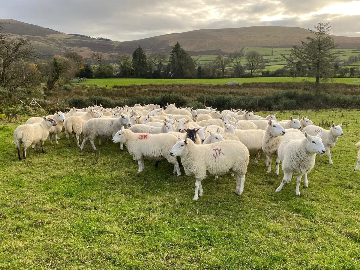 Cheviot Hoggets 2 + 3 yr old for sale - Image 1