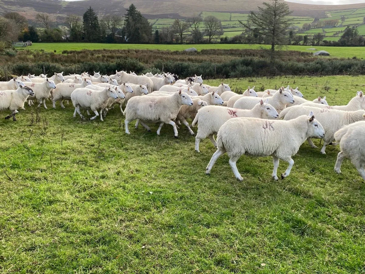 Cheviot Hoggets 2 + 3 yr old for sale - Image 2