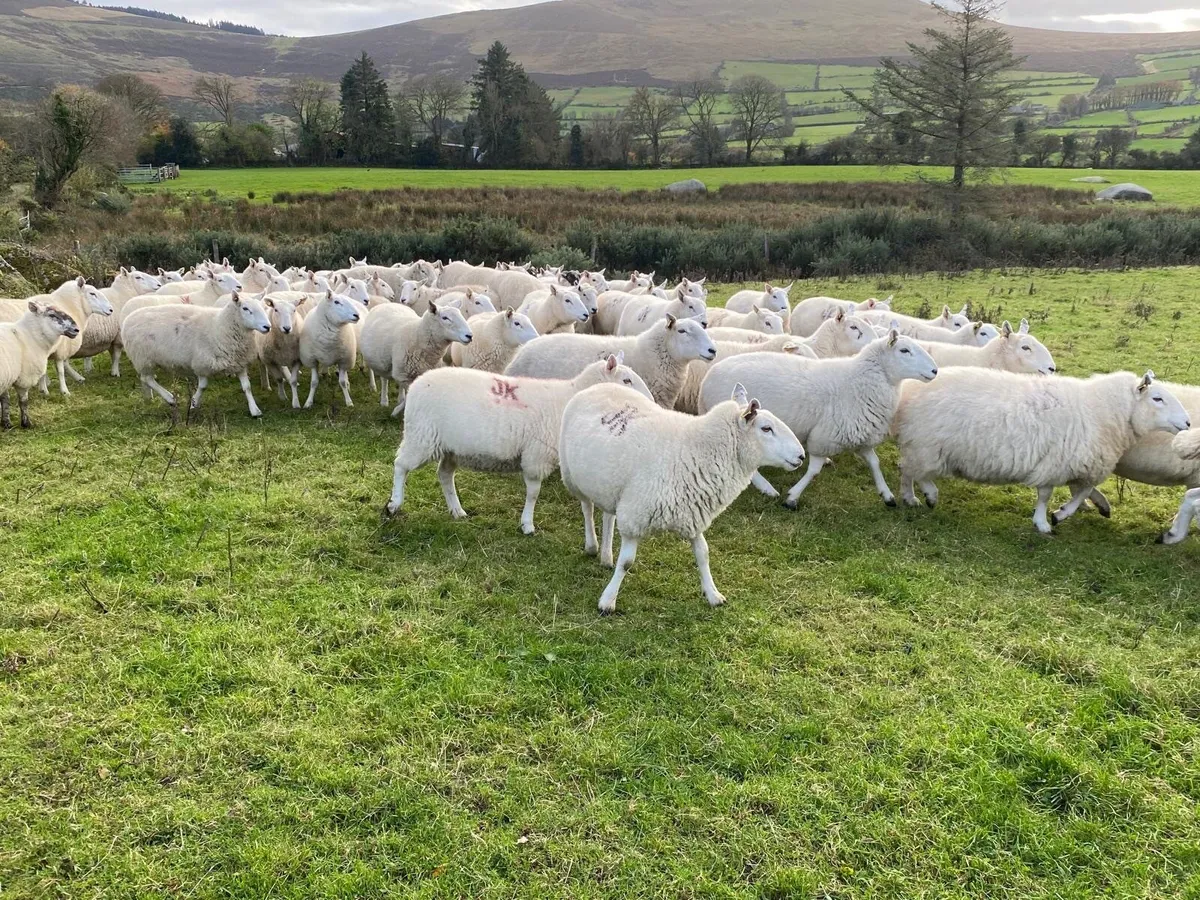 Cheviot Hoggets 2 + 3 yr old for sale - Image 3
