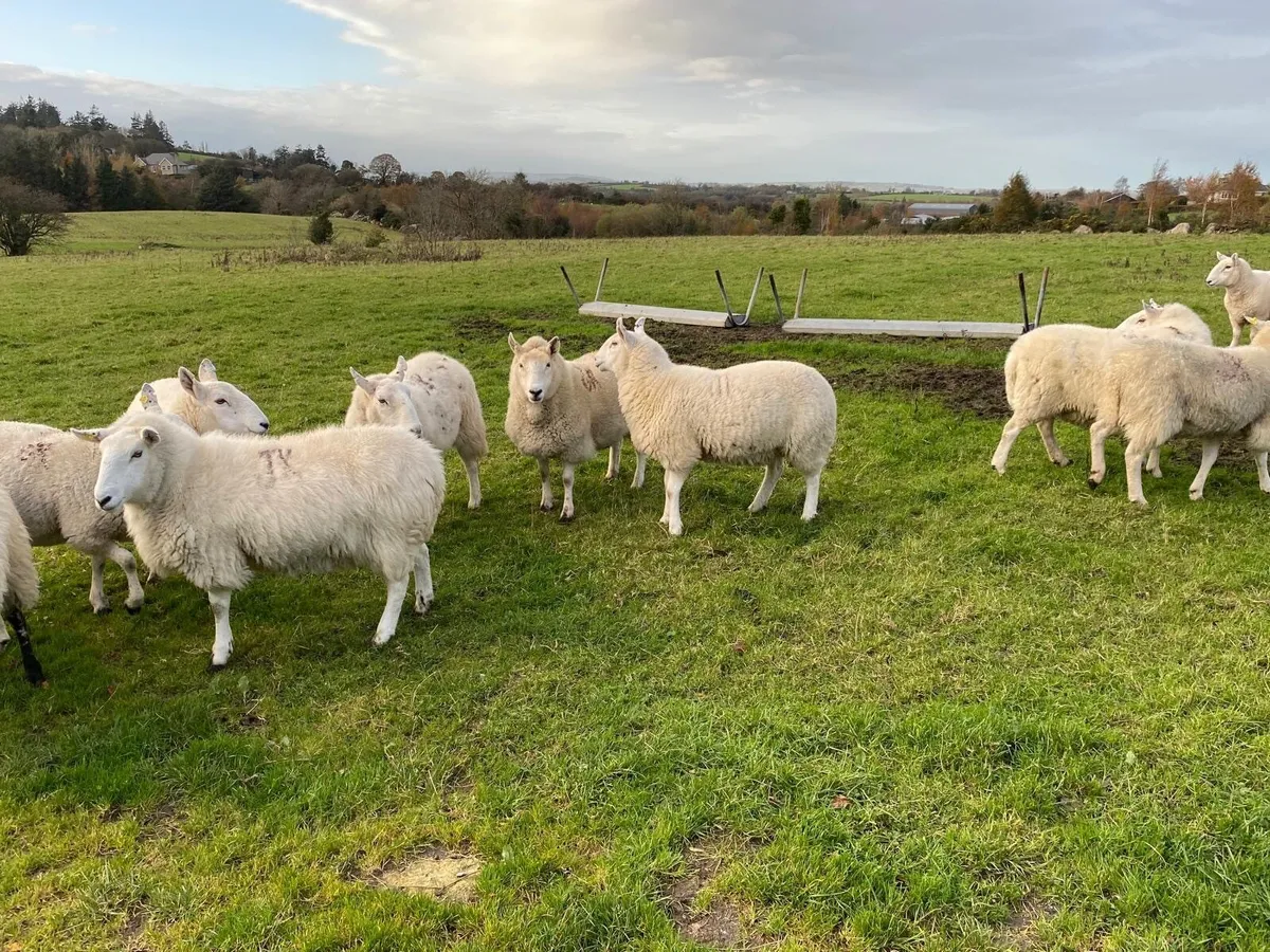 Cheviot Hoggets 2 + 3 yr old for sale - Image 4