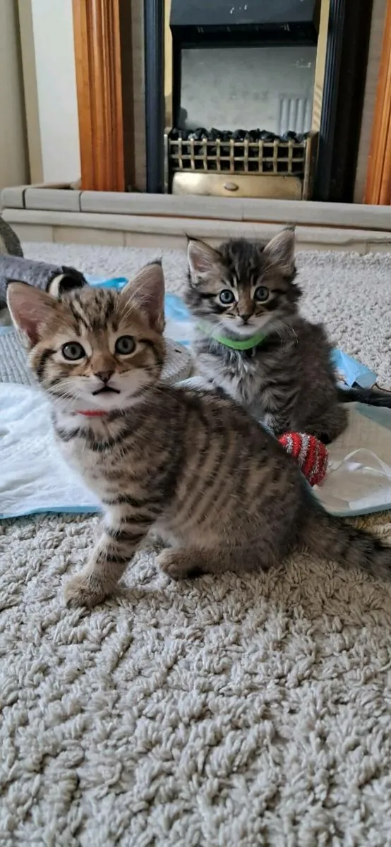 Short and Long Haired Fluffy Kittens - Image 3