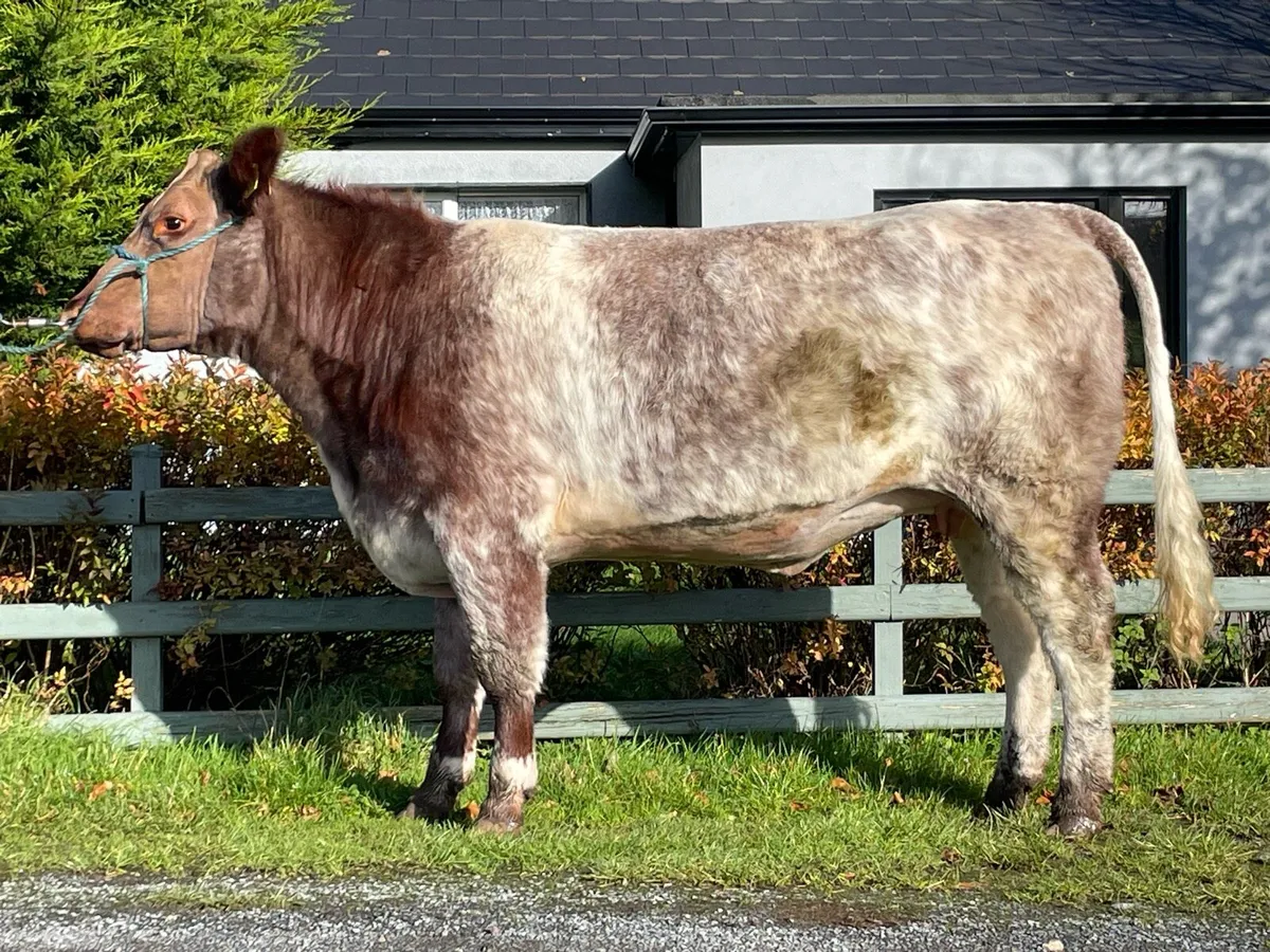 Incalf Heifer Shorthorn Premier - Image 2