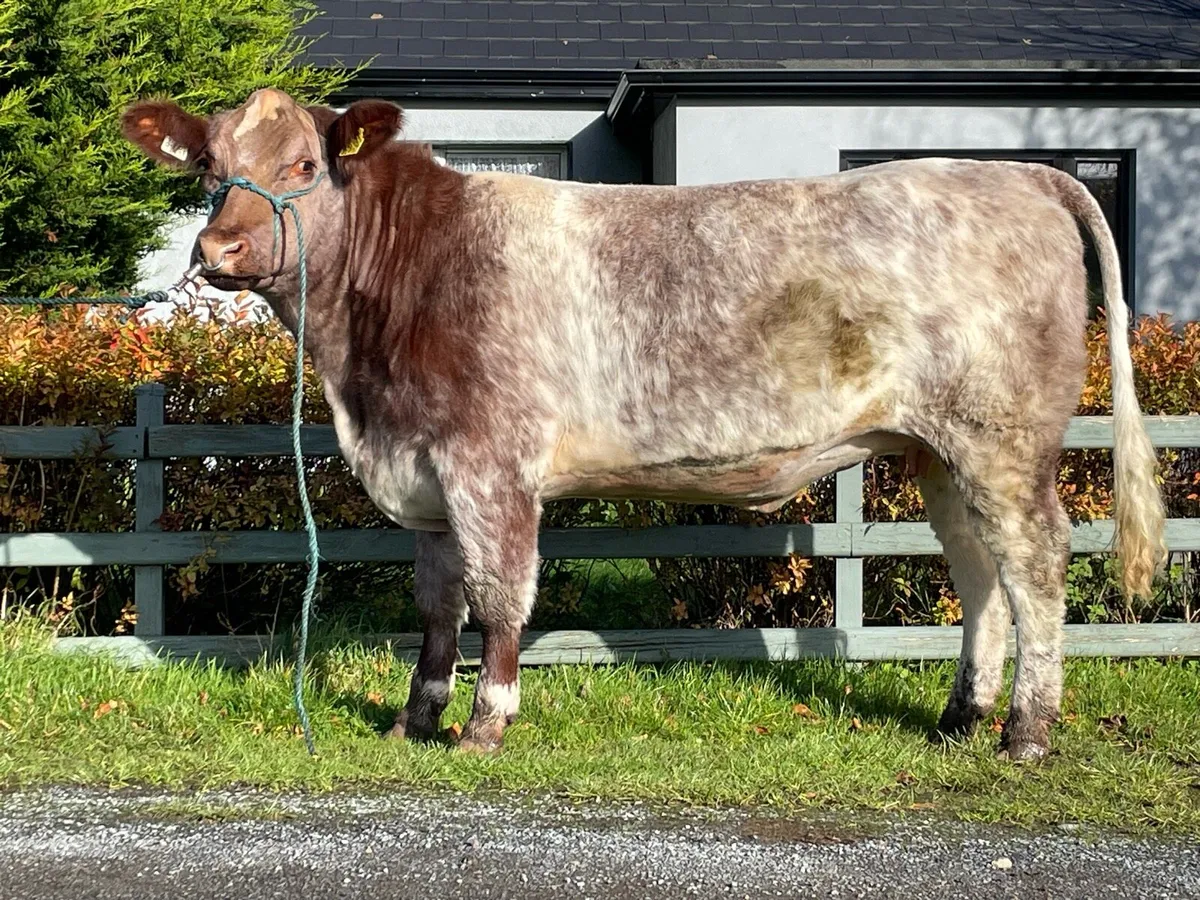 Incalf Heifer Shorthorn Premier - Image 3