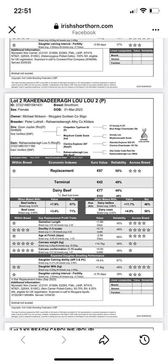 Incalf Heifer Shorthorn Premier - Image 4