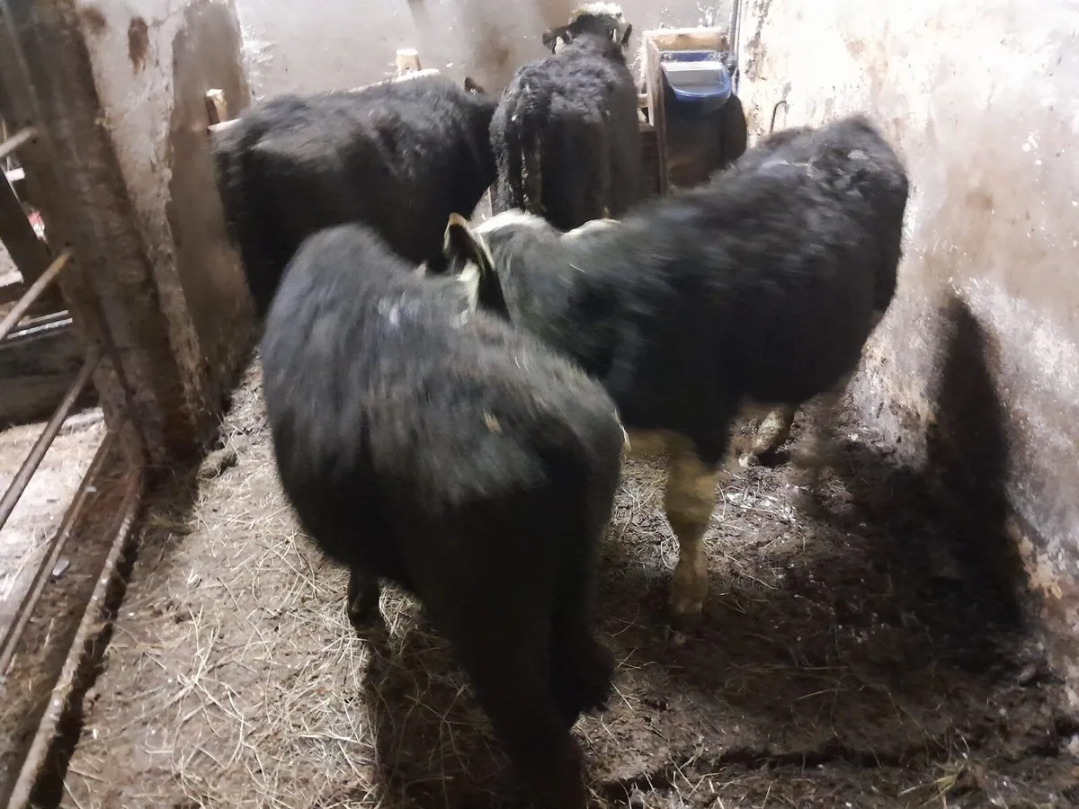 4 Runner bull weanlings - Image 1