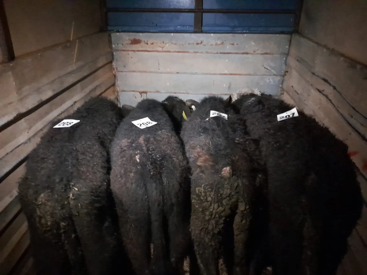 4 Runner bull weanlings - Image 2