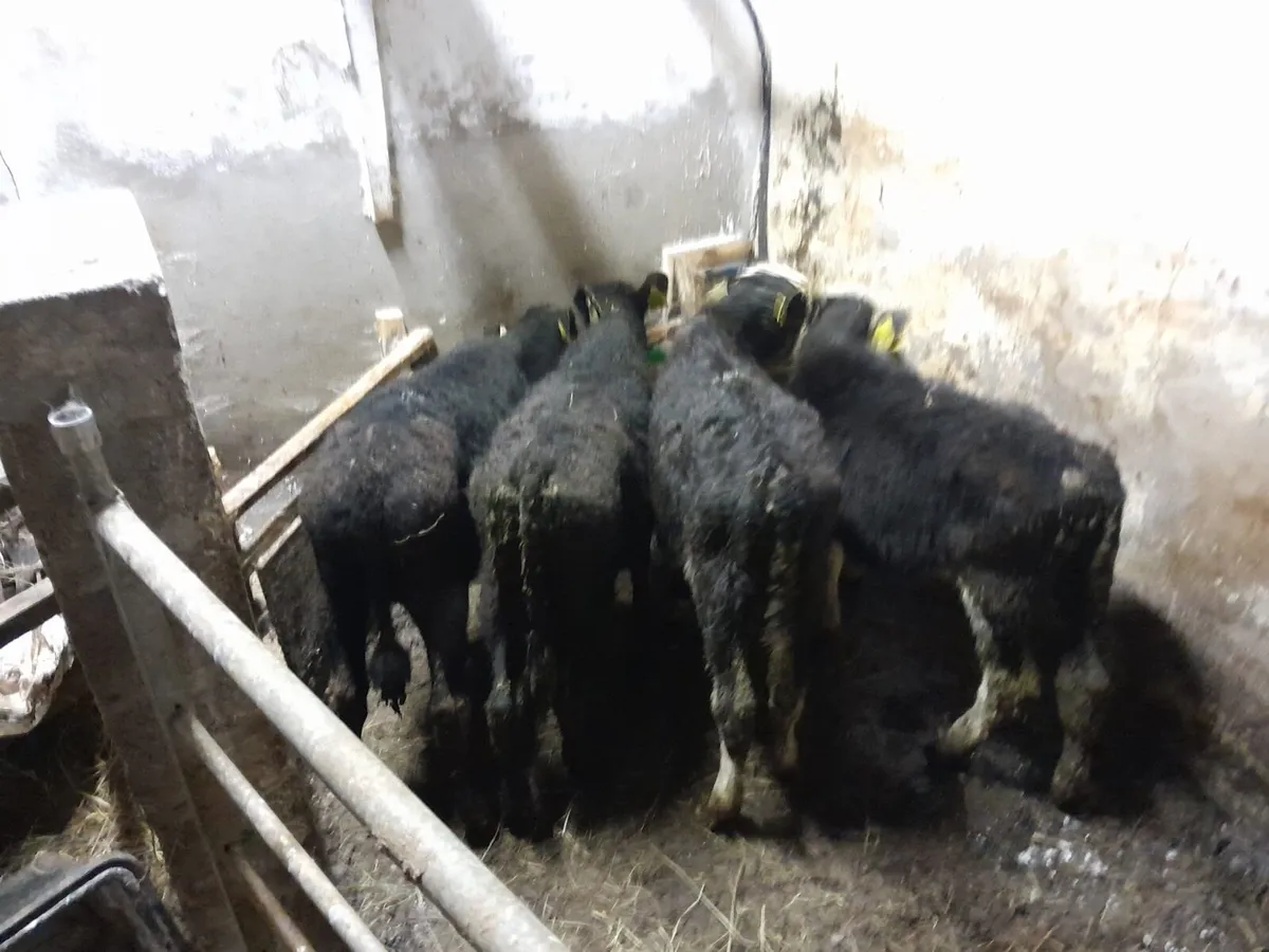 4 Runner bull weanlings - Image 3