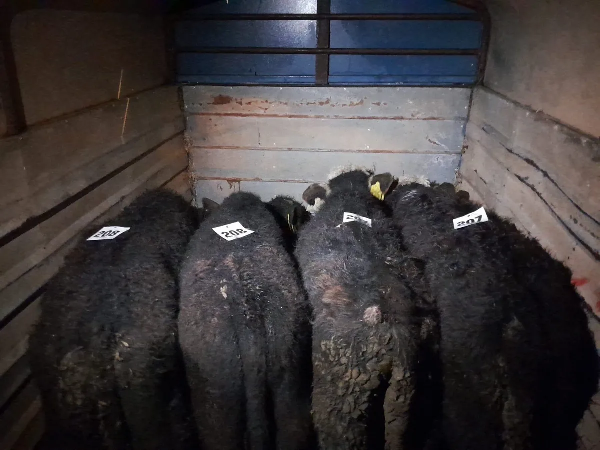 4 Runner bull weanlings - Image 4