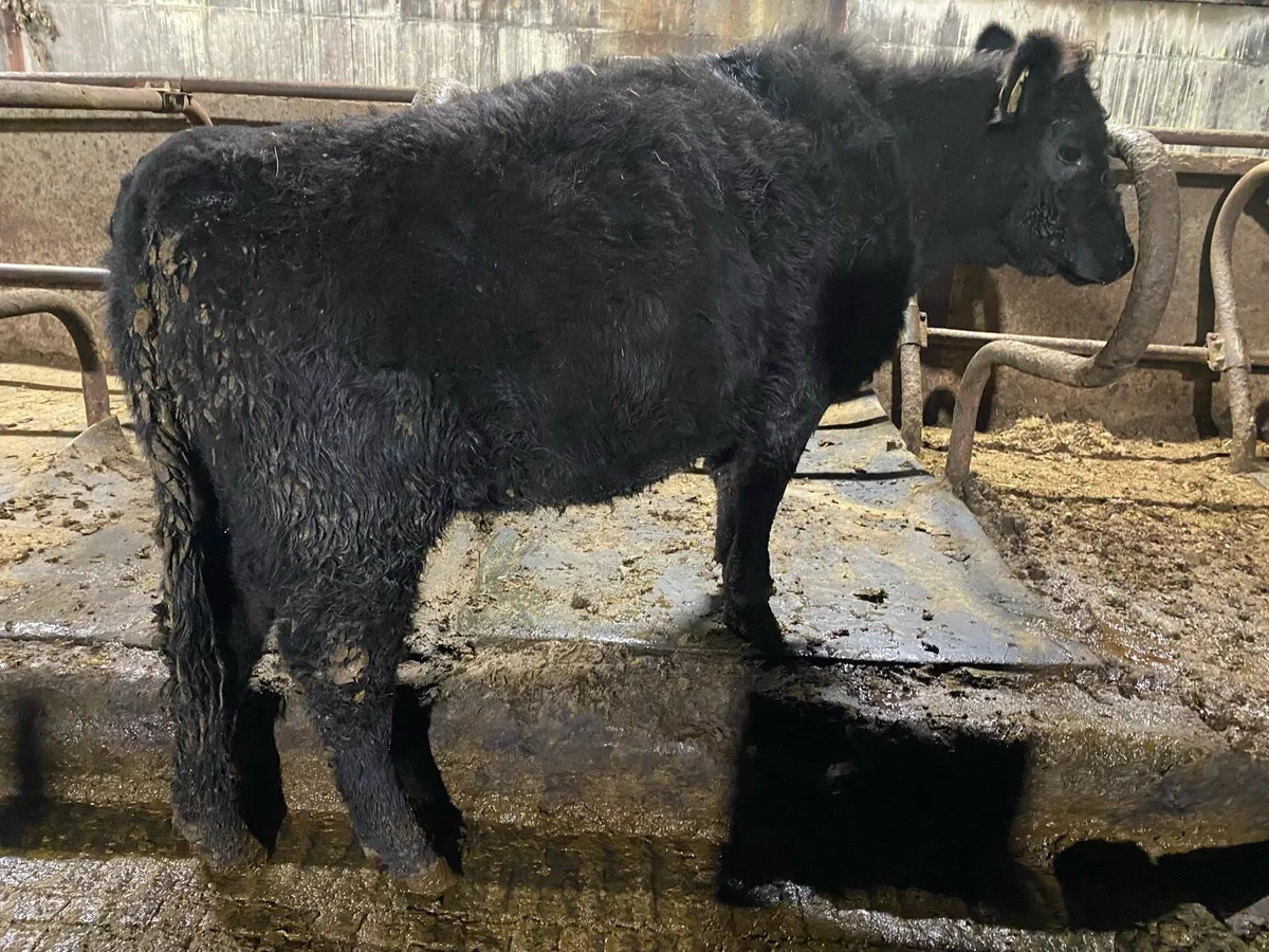 Pedigree Angus Heifers. - Image 1