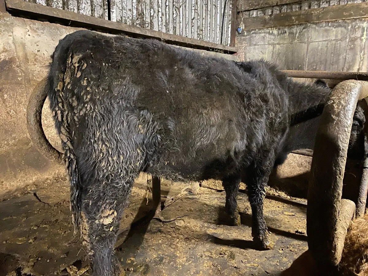 Pedigree Angus Heifers. - Image 2