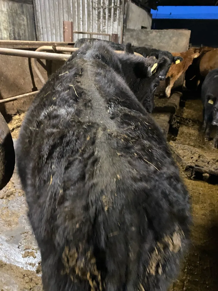 Pedigree Angus Heifers. - Image 3