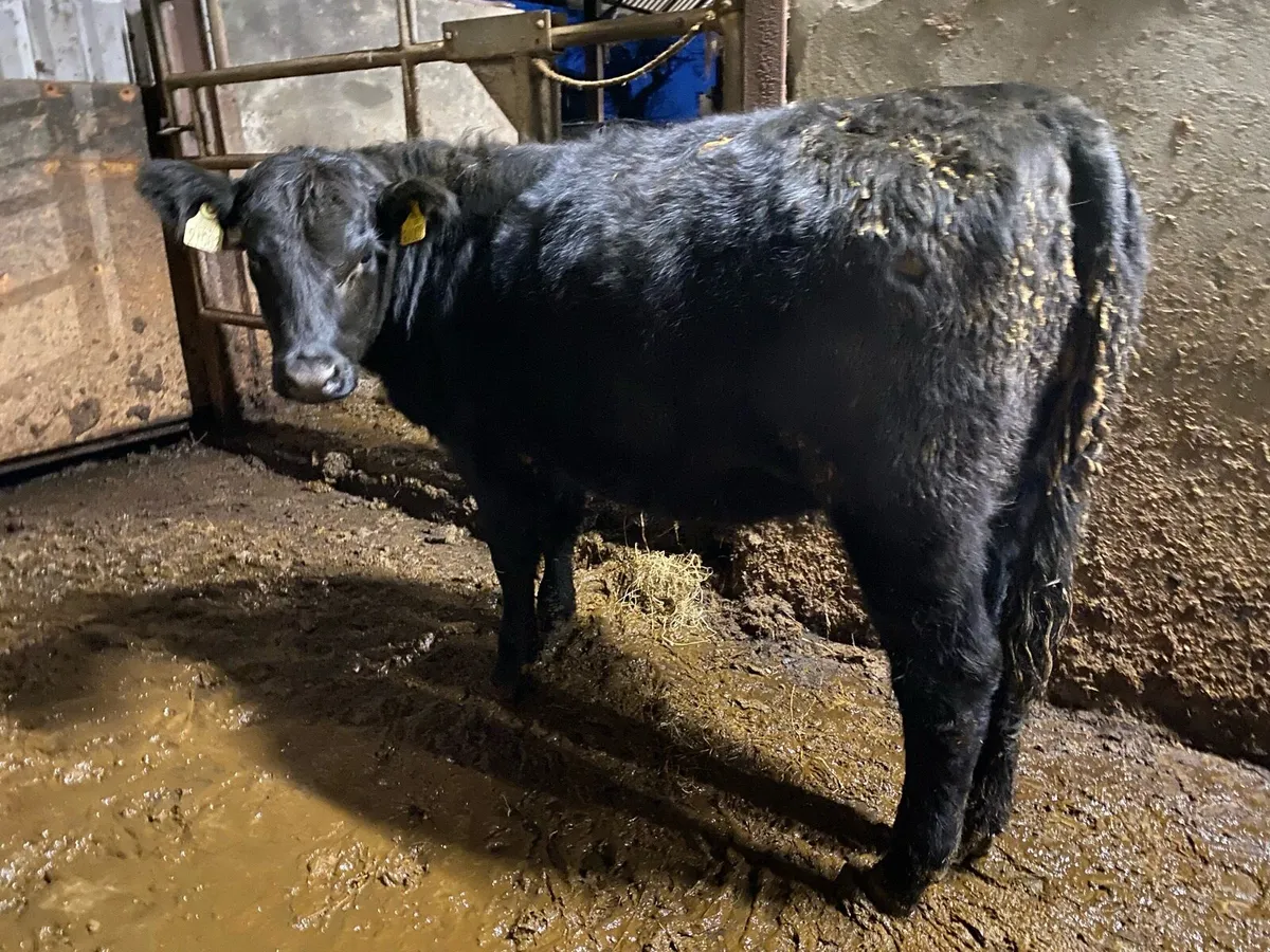 Pedigree Angus Heifers. - Image 4