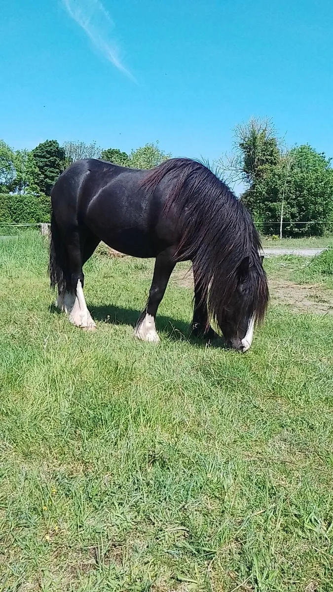 5 year old mare - Image 2