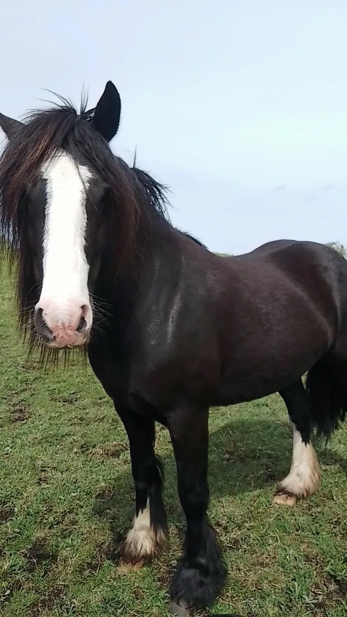 5 year old mare - Image 3