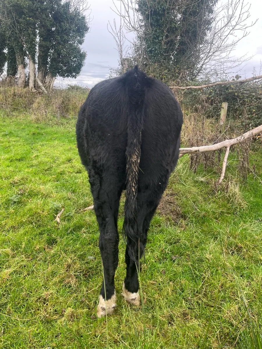 Angus Bullocks - Image 4