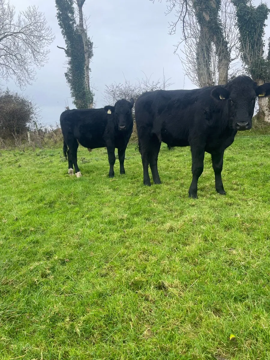 Angus Bullocks - Image 1