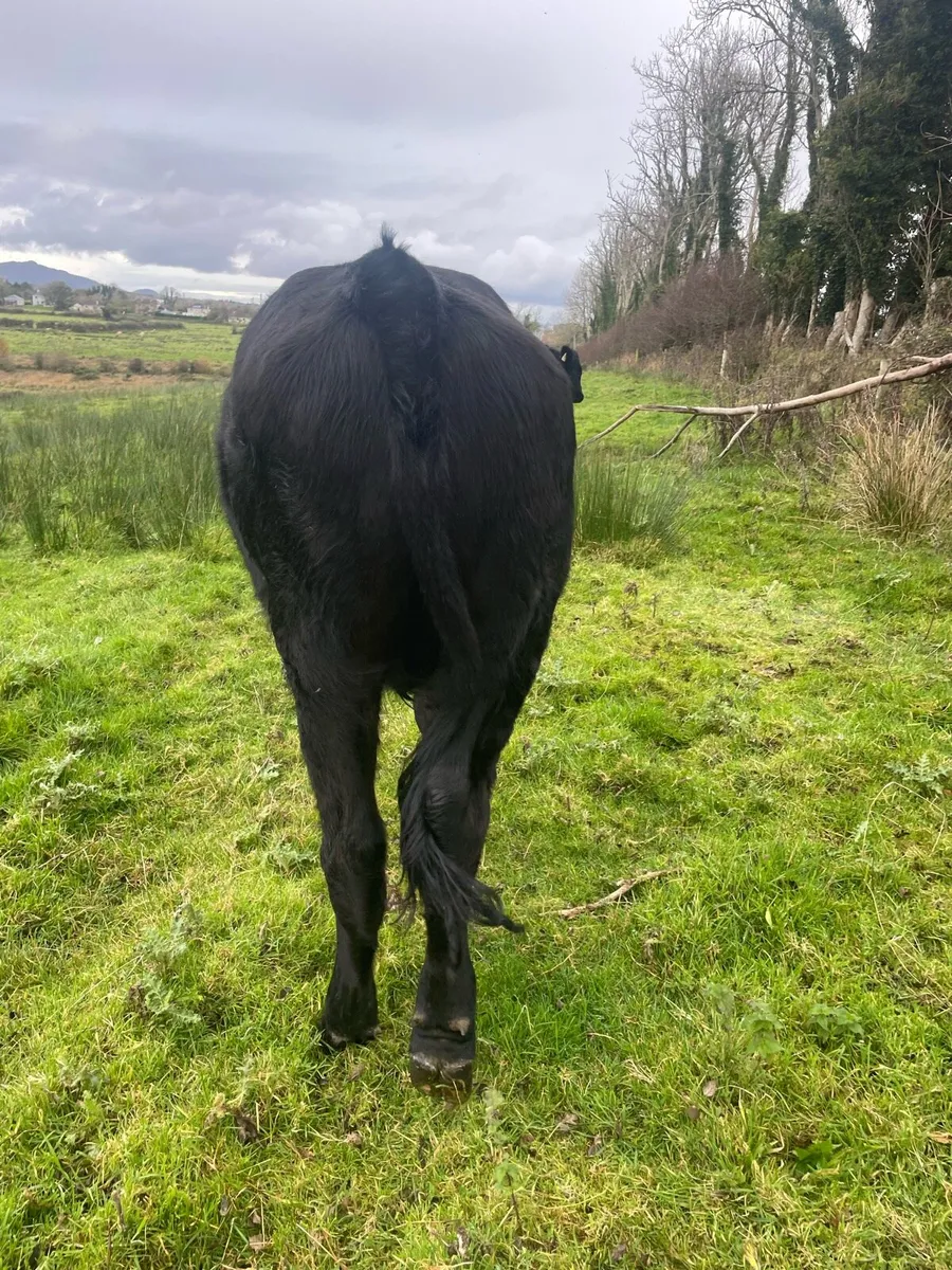 Angus Bullocks - Image 3