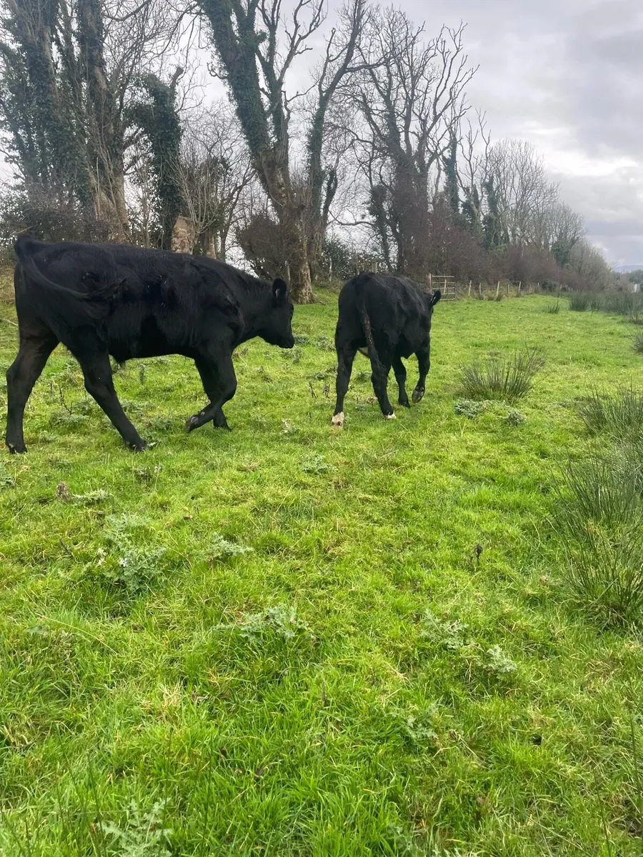 Angus Bullocks - Image 2