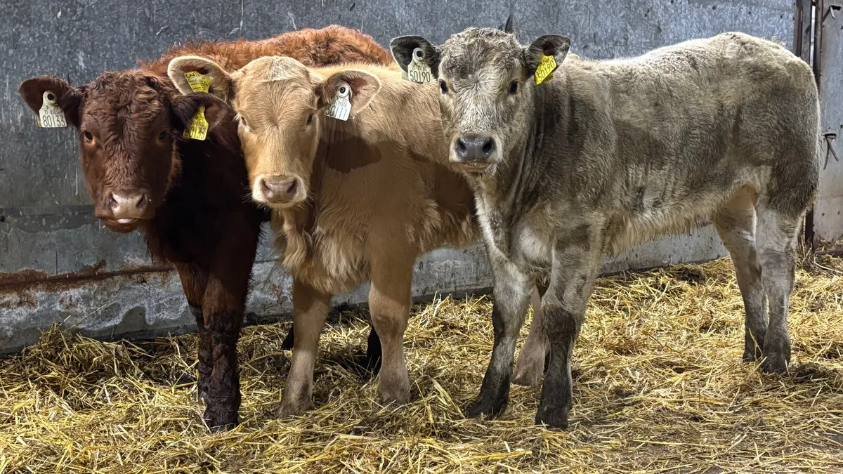 3 Quality Heifer Wealings - Image 1
