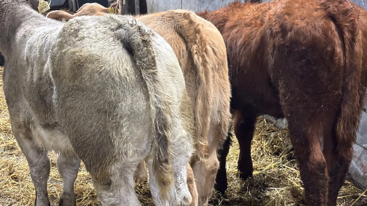 3 Quality Heifer Wealings - Image 2