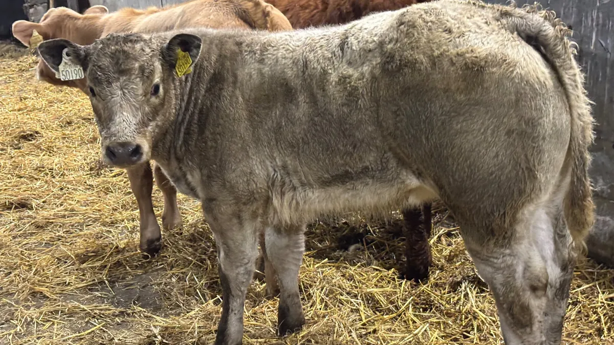 3 Quality Heifer Wealings - Image 4