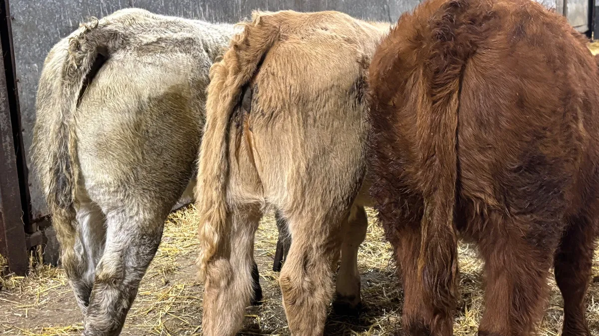 3 Quality Heifer Wealings - Image 3