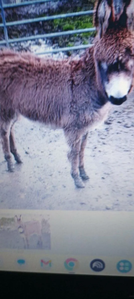 Donkeys - Image 2