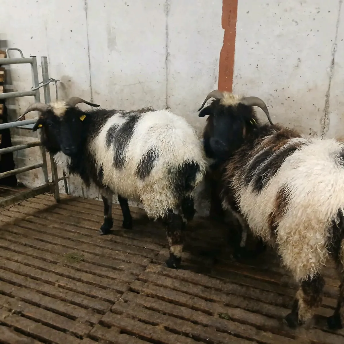 2 Jacob first crop ewes - Image 1