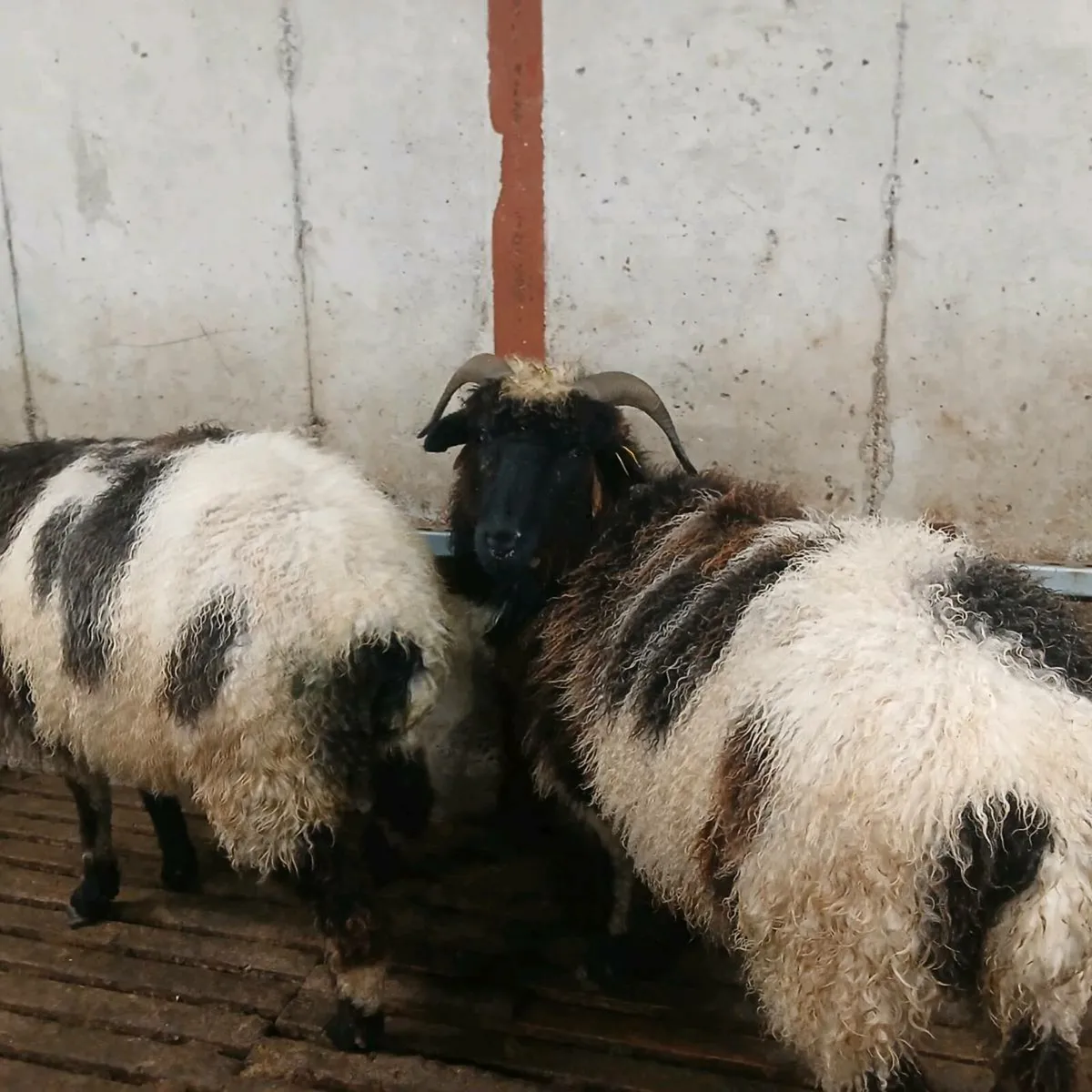 2 Jacob first crop ewes - Image 2