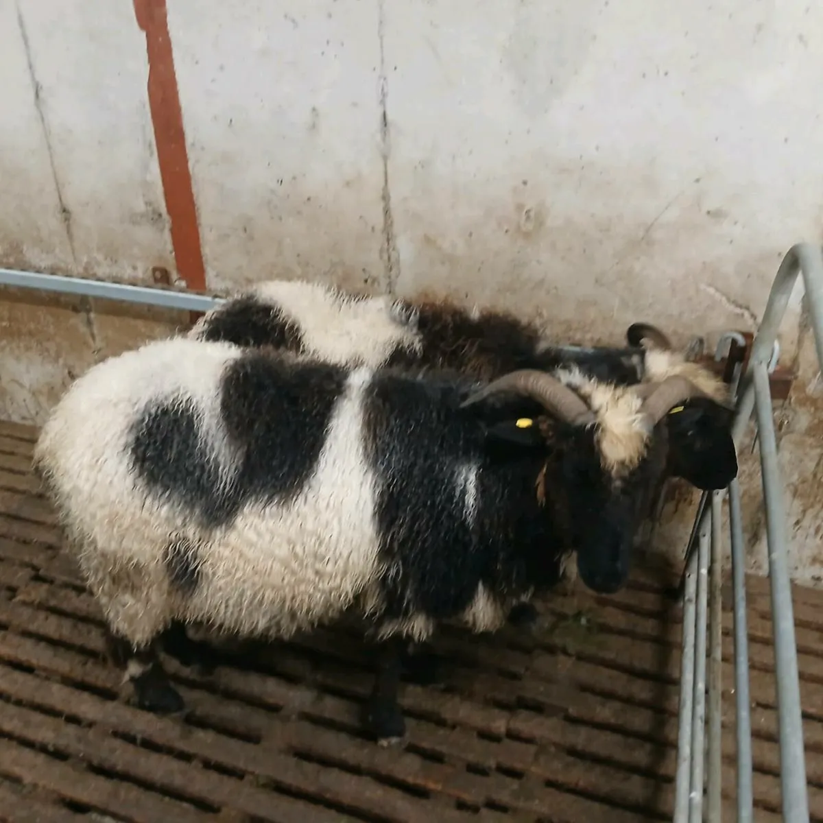 2 Jacob first crop ewes - Image 3