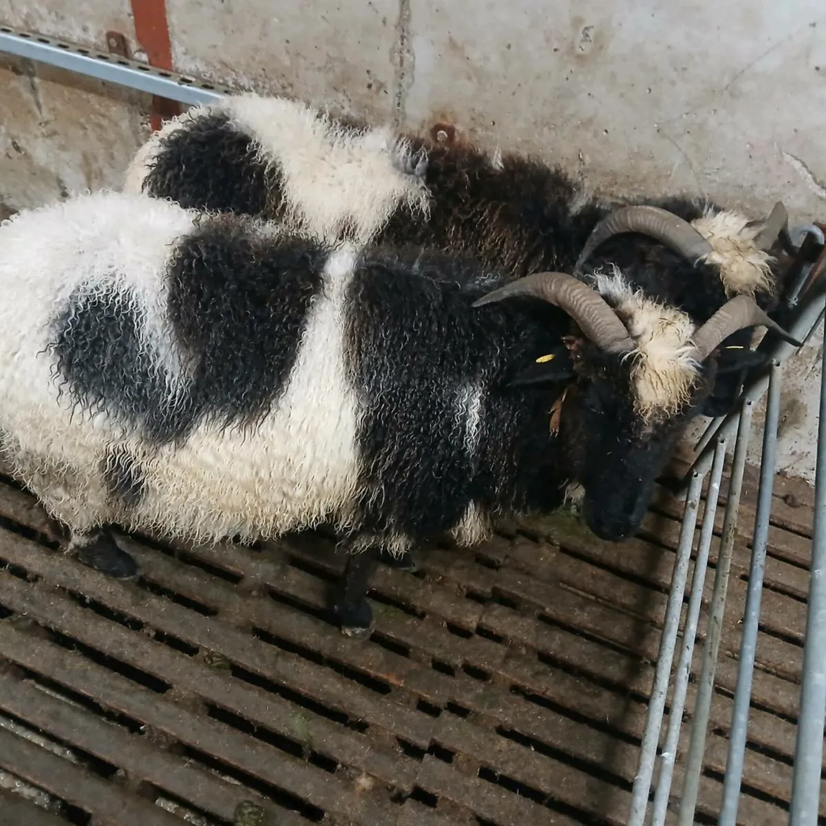 2 Jacob first crop ewes - Image 4