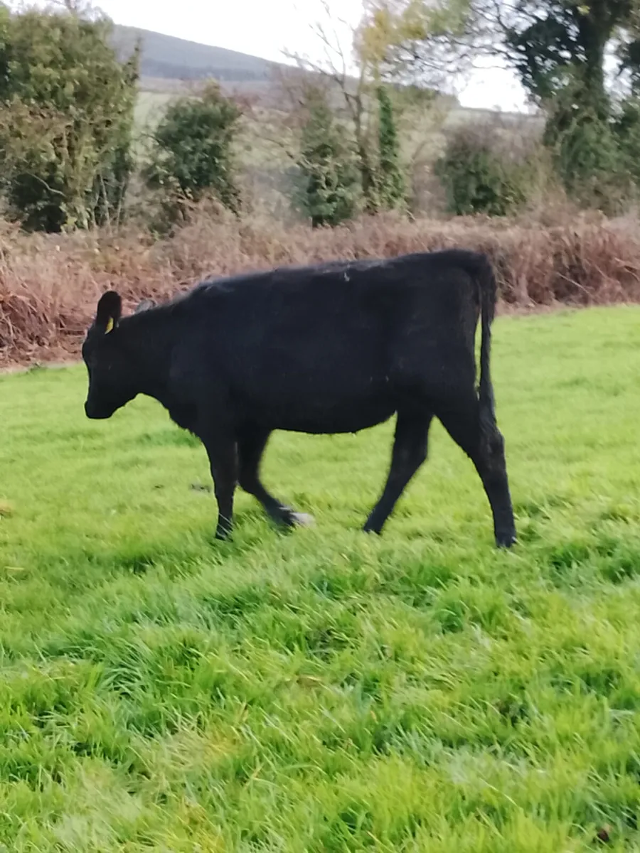 Angus heifers - Image 1