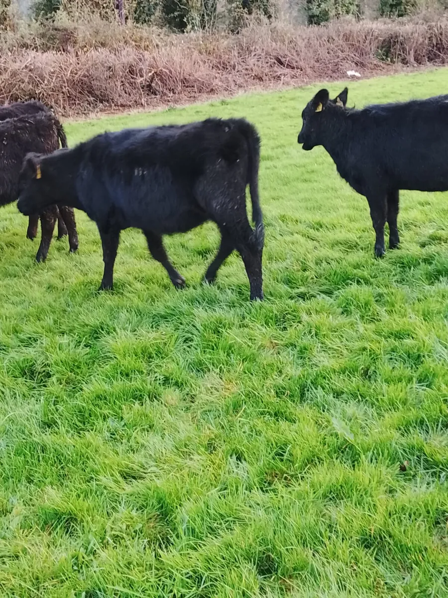 Angus heifers - Image 2