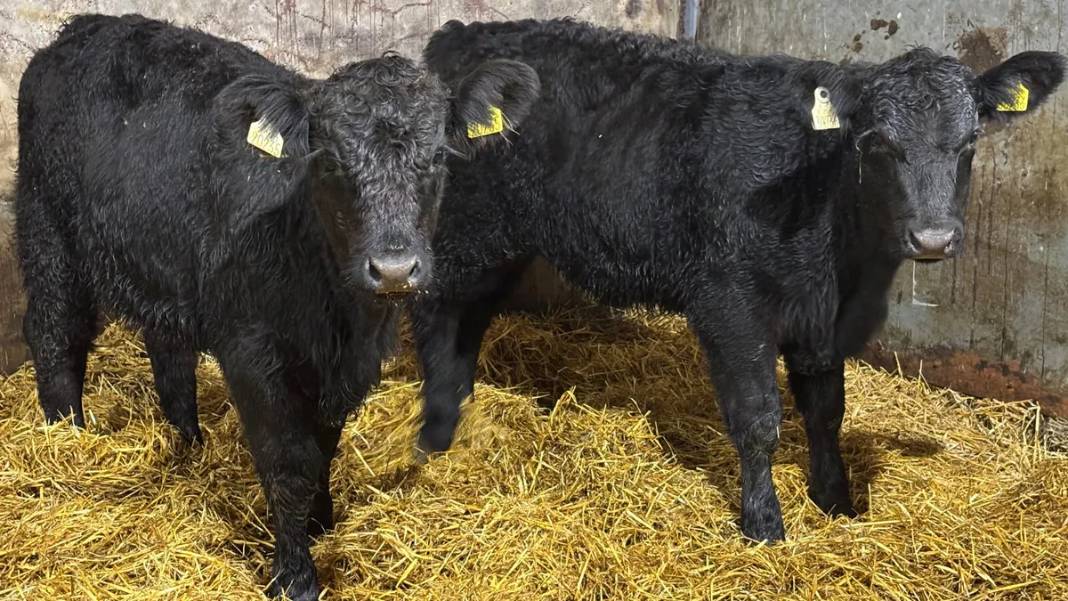 2 Suckler Bred Angus Heifer Wealings - Image 4