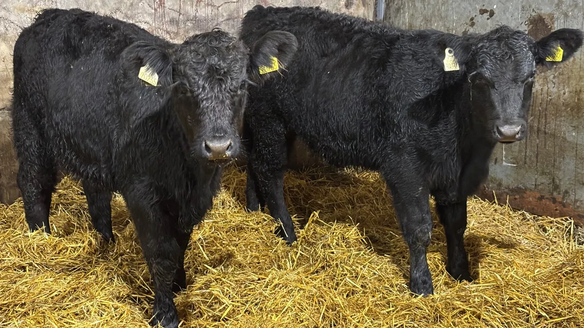 2 Suckler Bred Angus Heifer Wealings - Image 1