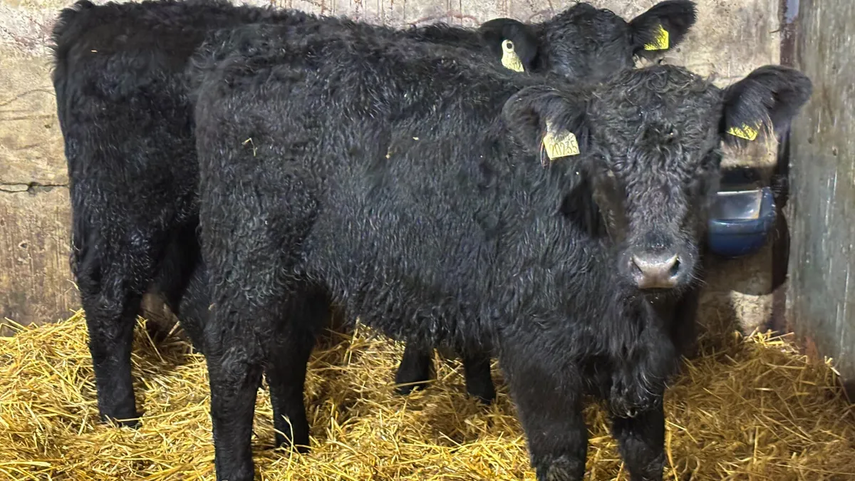 2 Suckler Bred Angus Heifer Wealings - Image 2