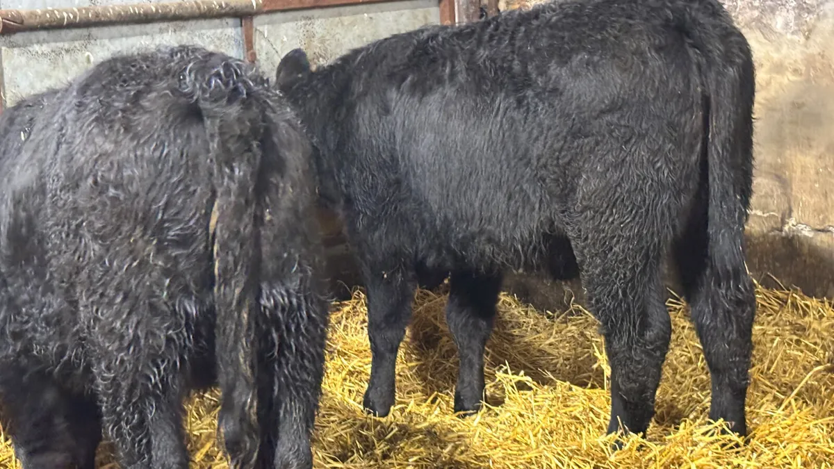 2 Suckler Bred Angus Heifer Wealings - Image 3