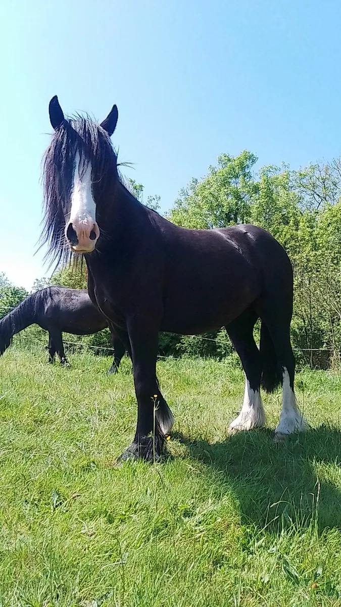 5 year old mare - Image 1