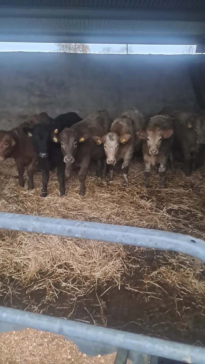 Charolais heifers - Image 2