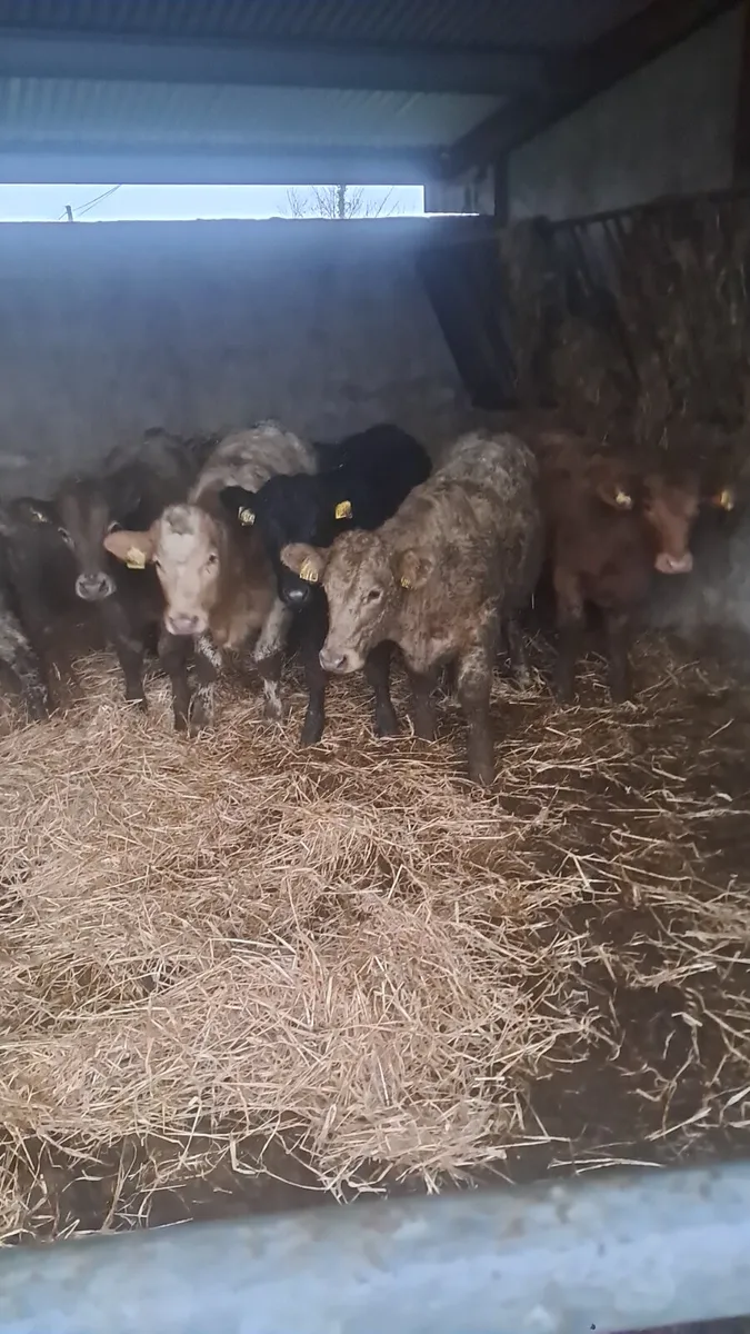 Charolais heifers - Image 3